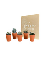 Livraison plante Coffret Gasteria, Haworthia et ses caches - pots terracotta - Lot de 5 plantes, h13cm