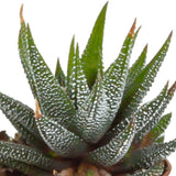 Livraison plante Coffret Gasteria, Haworthia - Lot de 5 plantes, h13cm