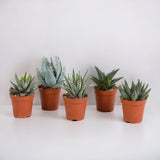 Livraison plante Coffret Gasteria, Haworthia - Lot de 5 plantes, h13cm