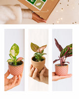 Livraison plante Coffret Pink is the new green - Trio de Baby plantes