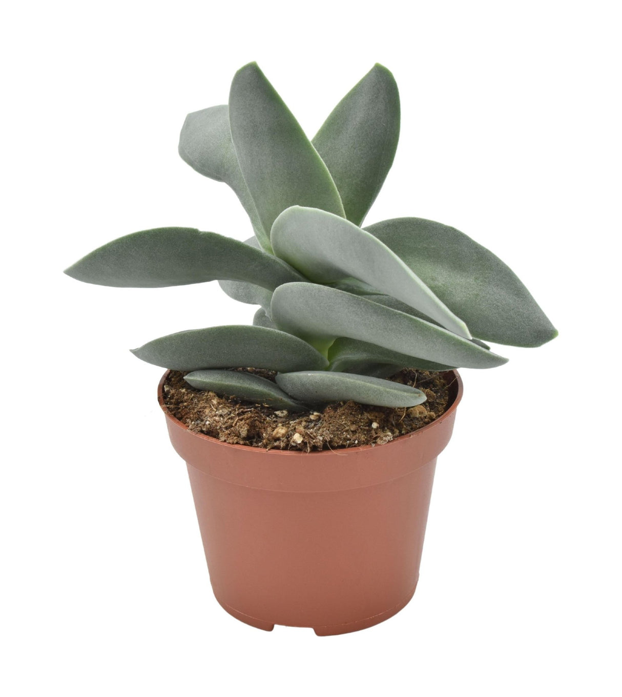 Livraison plante Crassula Boomerang h15cm - plante grasse d'intérieur