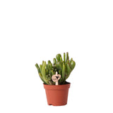 Livraison plante Crassula Hobbit h12cm - plante grasse d'intérieur