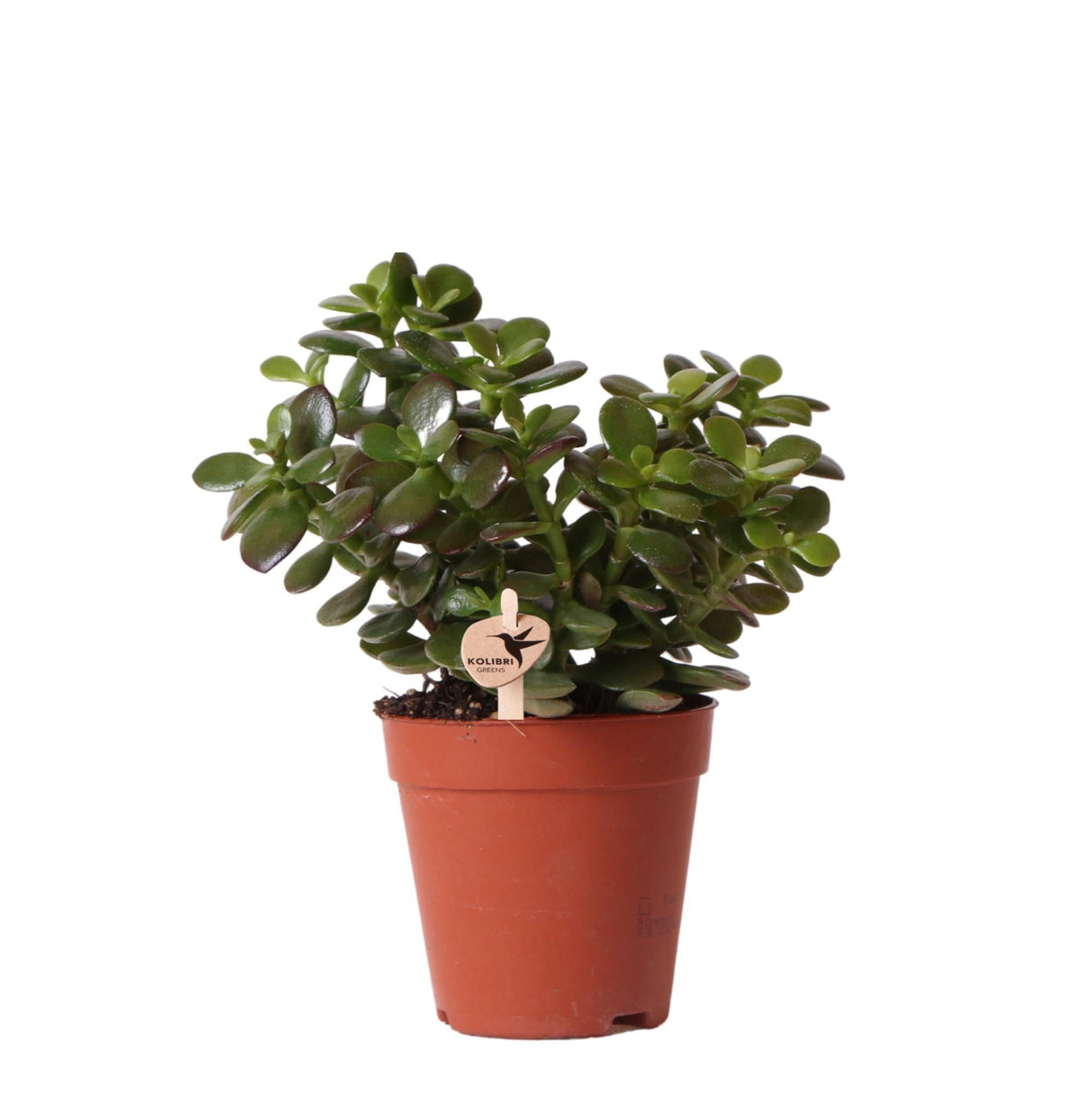 Livraison plante Crassula Minor h18cm - plante grasse d'intérieur