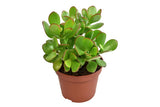 Livraison plante Crassula Ovata h15cm - plante grasse d'intérieur