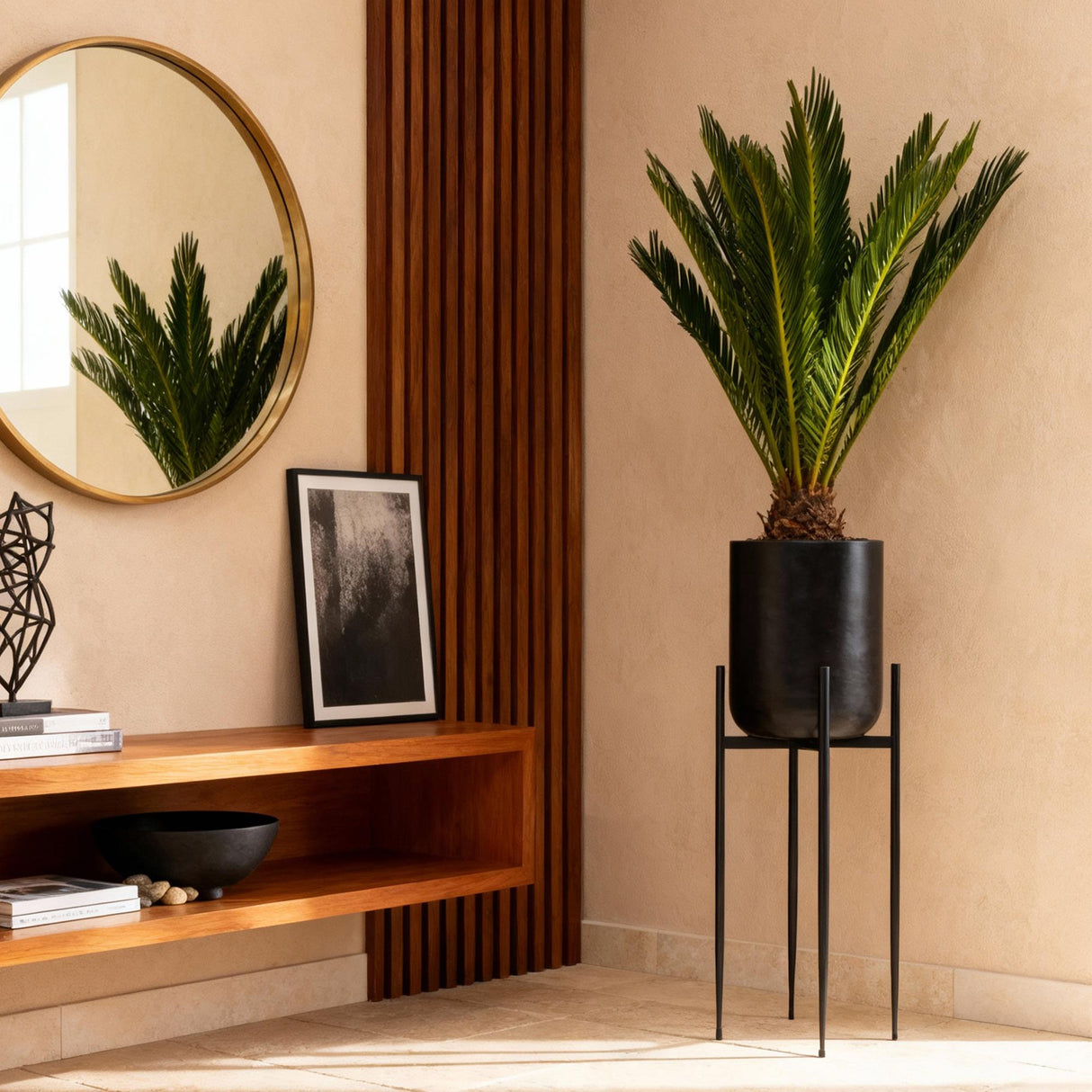 Livraison plante Cycas revoluta – Lot de 2 – Pot 14 cm – Hauteur 45 cm