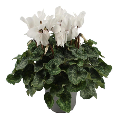 Livraison plante Cyclamen blanc - plante fleurie balcon