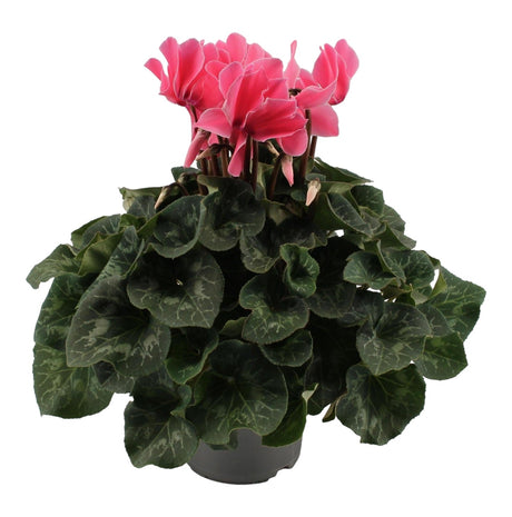 Livraison plante Cyclamen rose pâle - plante fleurie balcon