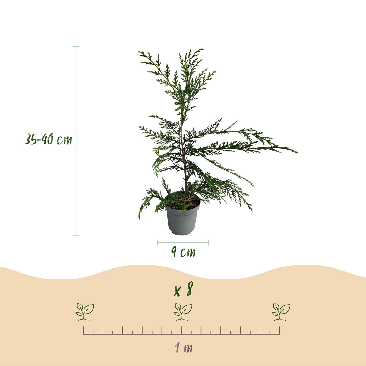 Livraison plante Cyprès de Leylandii – Lot de 8 – Pot 9 cm – Hauteur 35 - 40 cm