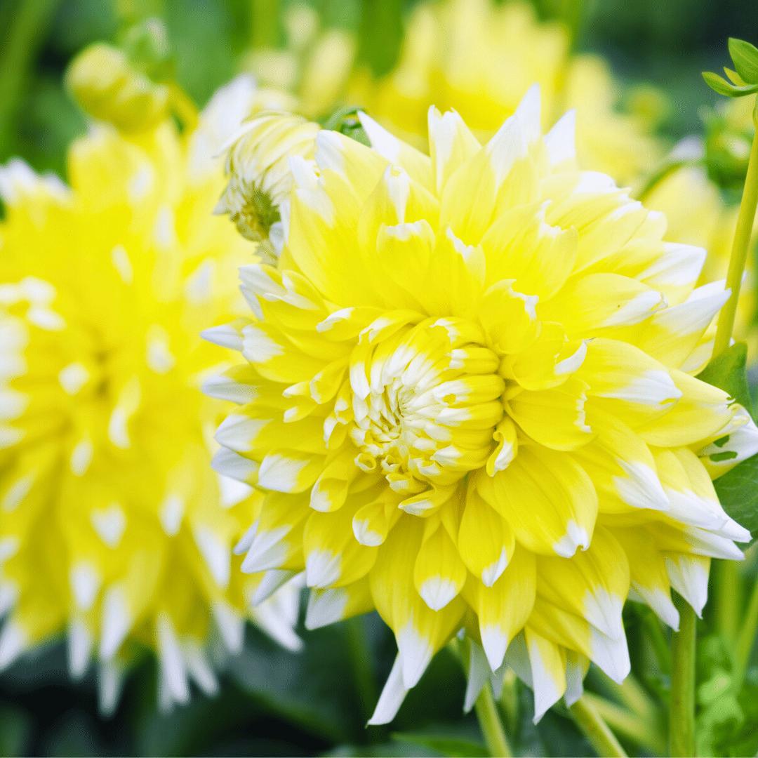 Livraison plante Dahlia Seattle grandes fleurs - Coffret de 24 Bulbes