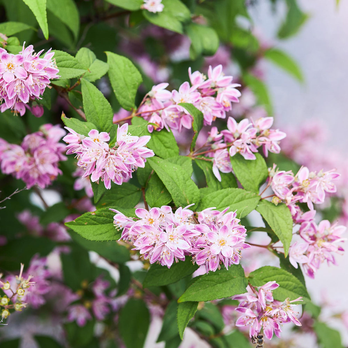 Livraison plante Deutzia hybrida Strawberry Fields â Hauteur 45 cm