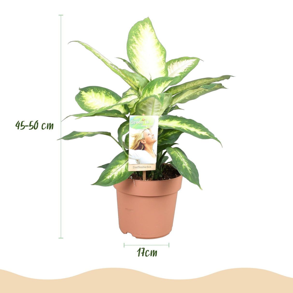 Livraison plante Dieffenbachia Camilla – Pot 17 cm – Hauteur 45 - 50 cm X2