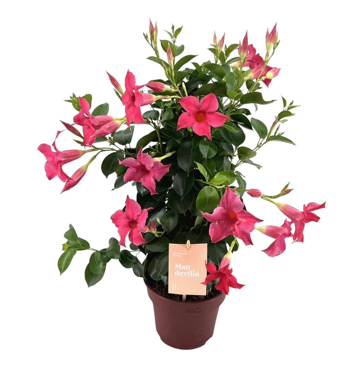 Livraison plante Dipladenia - Mandevilla Zomerville Pyramide rose