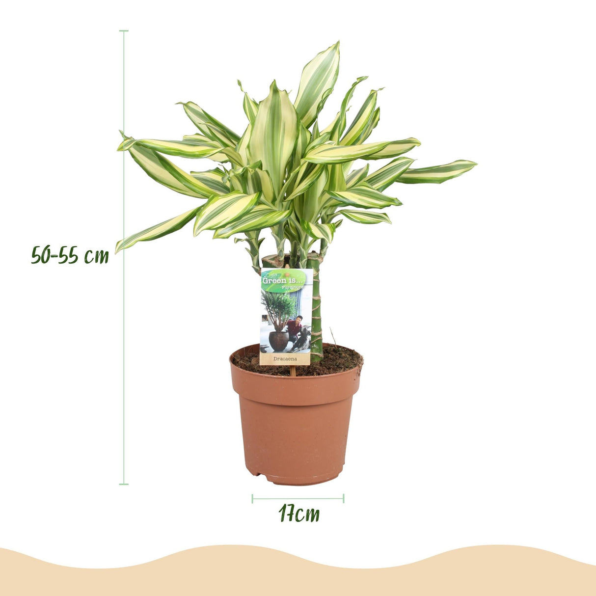Livraison plante Dracaena fragrans Diamond Dream – Lot de 2 – Hauteur 50 - 55cm