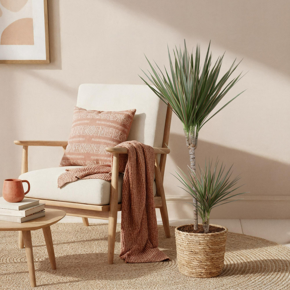 Livraison plante Dracaena Marginata Bicolor – Pot 21 cm – H90 - 100 cm