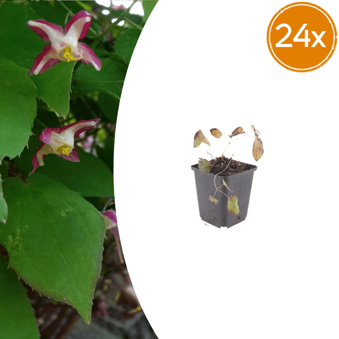 Livraison plante Epimedium rubrum