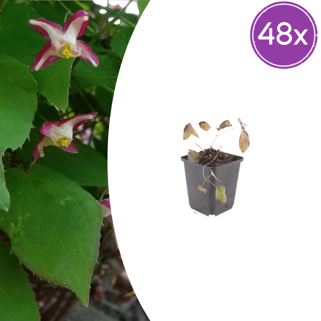 Livraison plante Epimedium rubrum