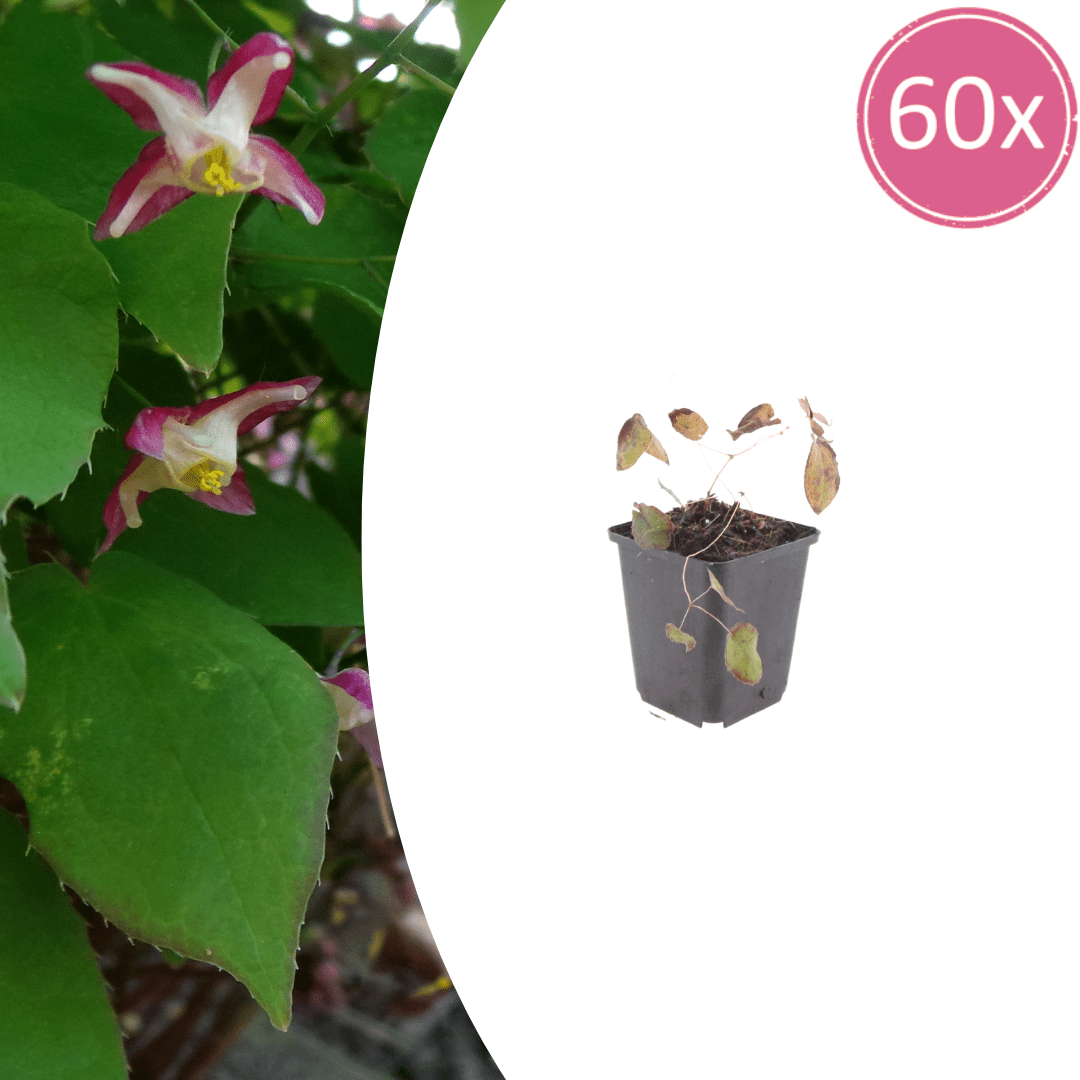 Livraison plante Epimedium rubrum