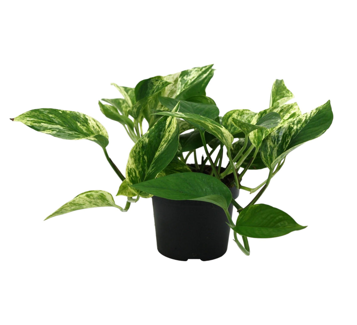 Livraison plante Epipremnum Marble Queen