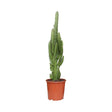 Livraison plante Euphorbe Trigona h70.0cm