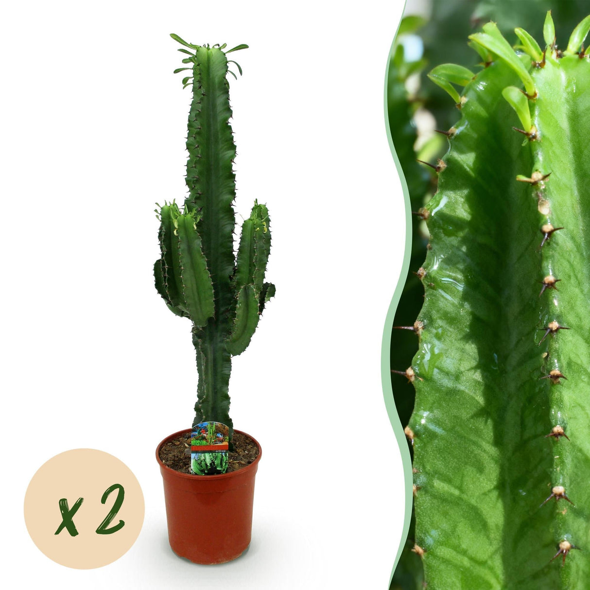 Livraison plante Euphorbia eritrea