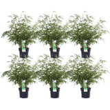 Livraison plante Fargesia rufa - lot de 6 - ↨60cm - Ø19 - plante d'extérieur