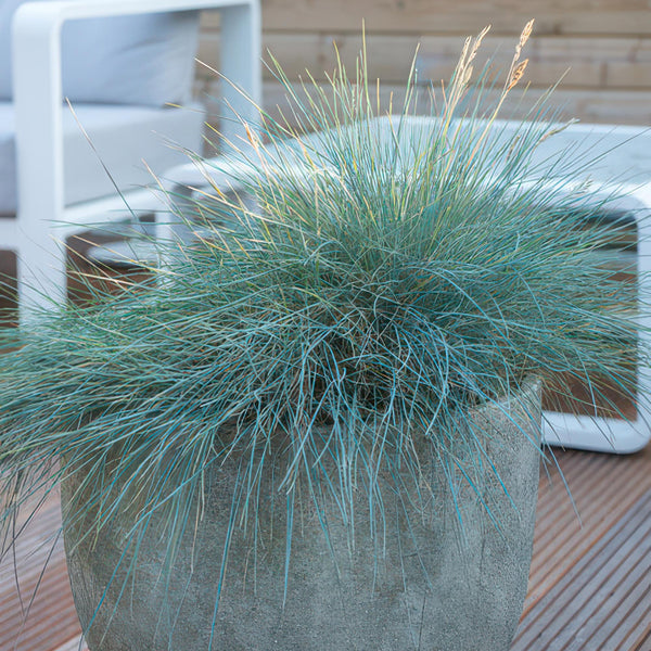 Livraison plante Fétuque bleue 'Elijah Blue'