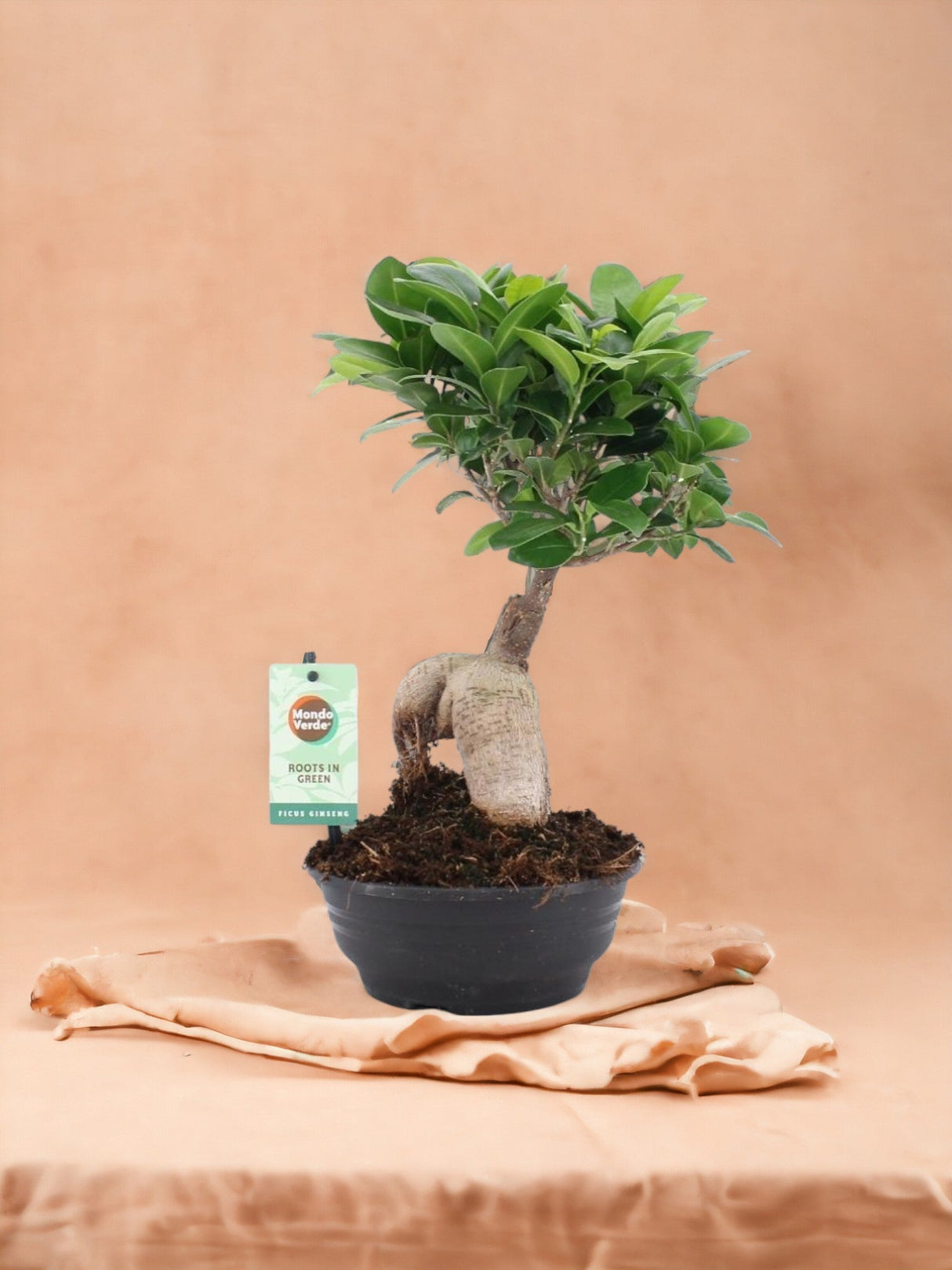 Livraison plante Ficus Microcarpa Ginseng