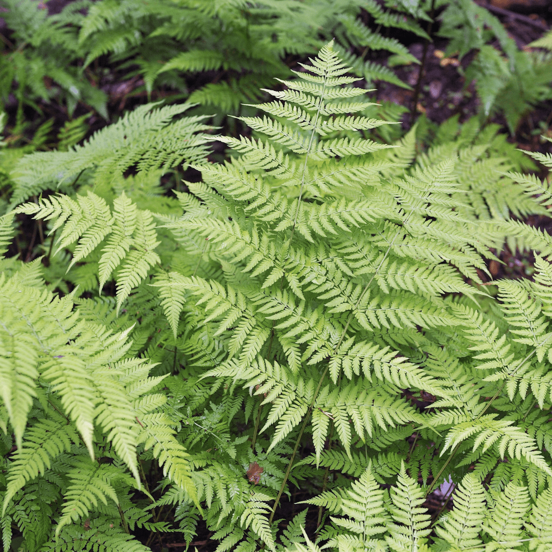Livraison plante Fougère dryopteris