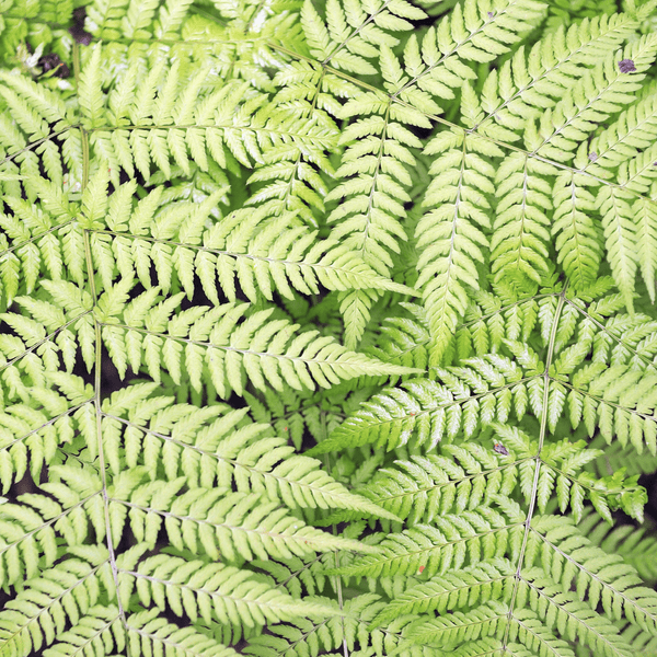 Livraison plante Fougère dryopteris