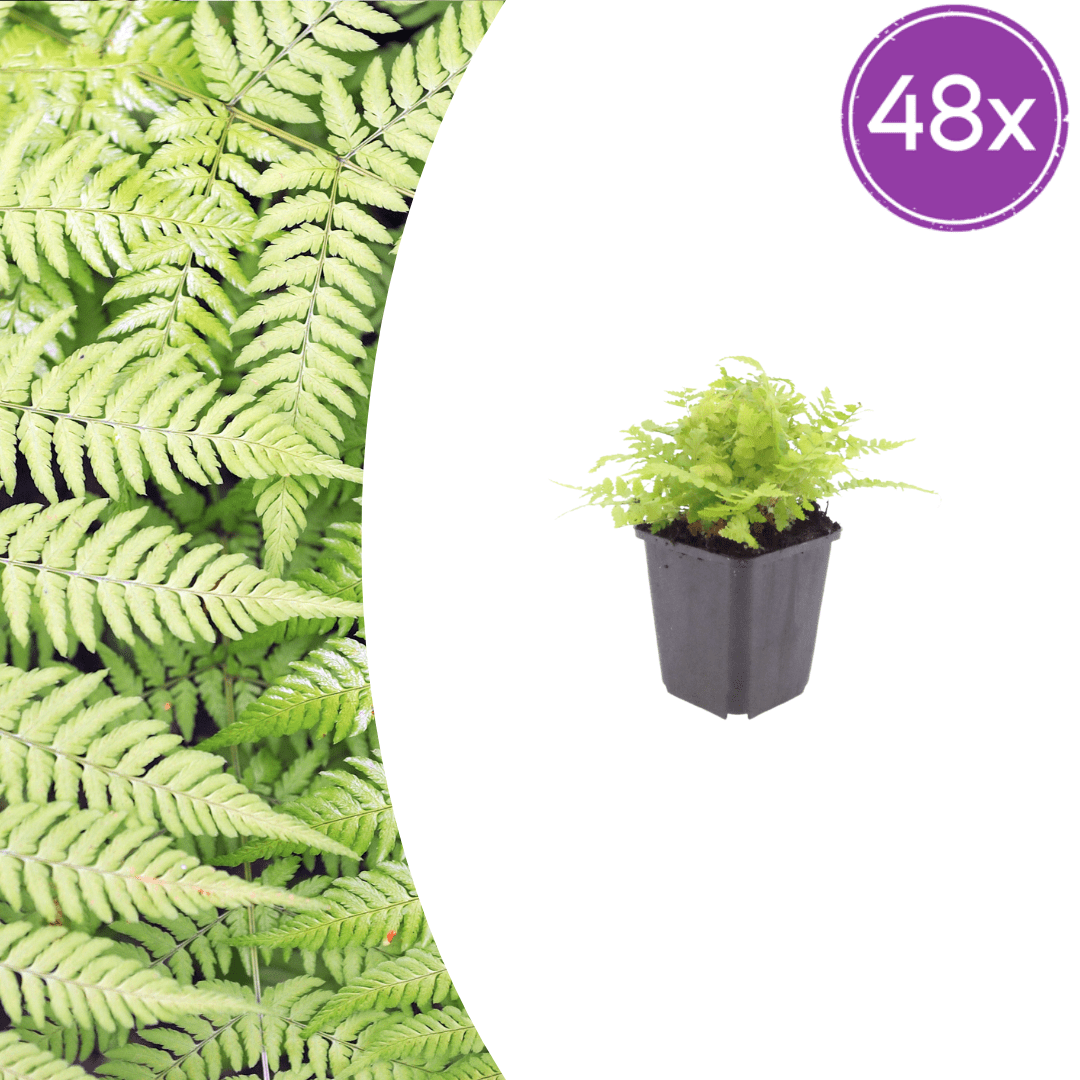 Livraison plante Fougère dryopteris