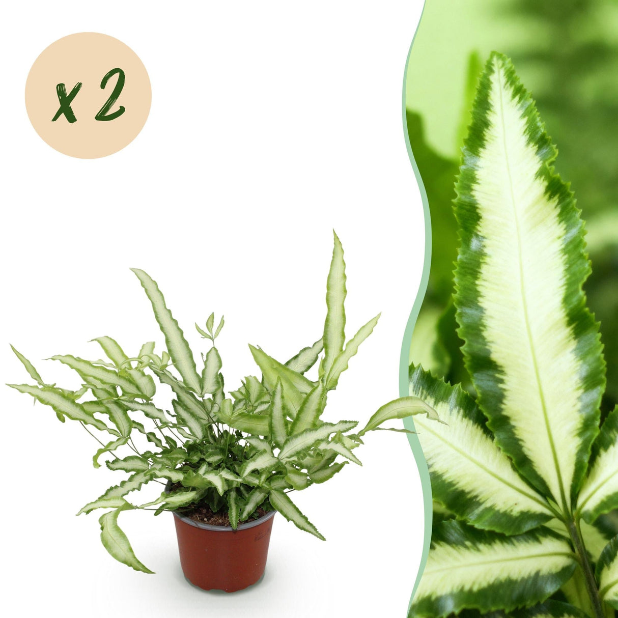 Livraison plante Fougère Pteris