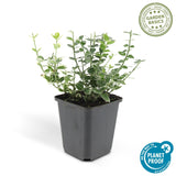 Livraison plante Fusain Emerald Gaité - 20x h20cm d9cm