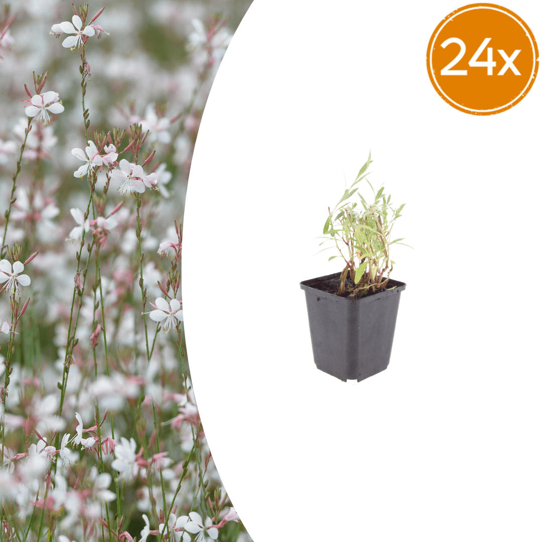 Livraison plante Gaura lindheimeri