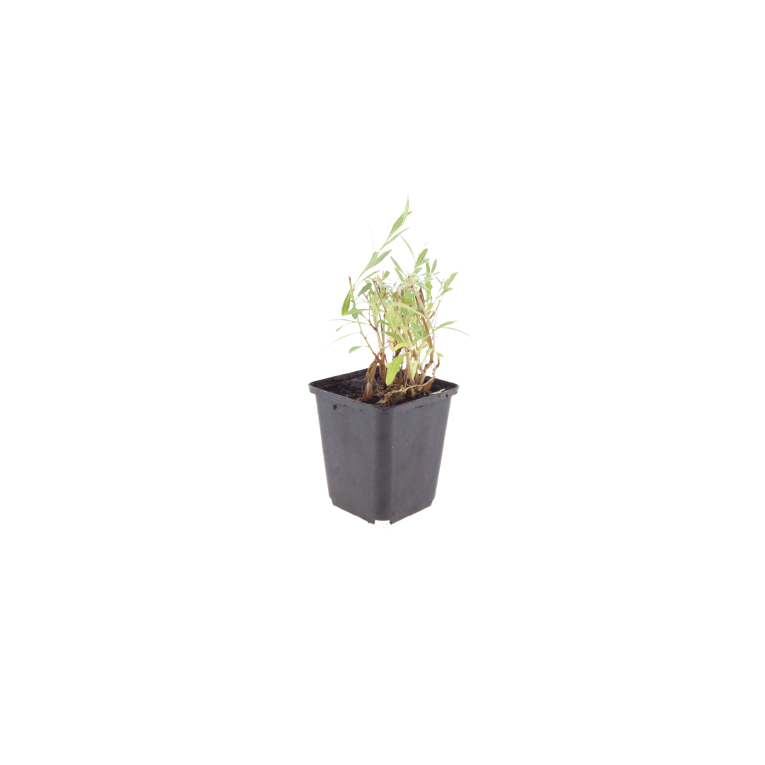 Livraison plante Gaura lindheimeri