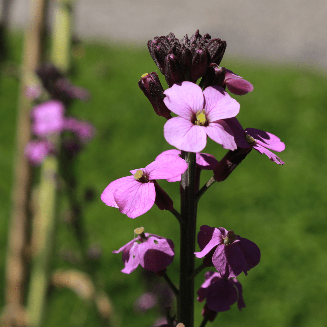 Livraison plante Giroflée mauve