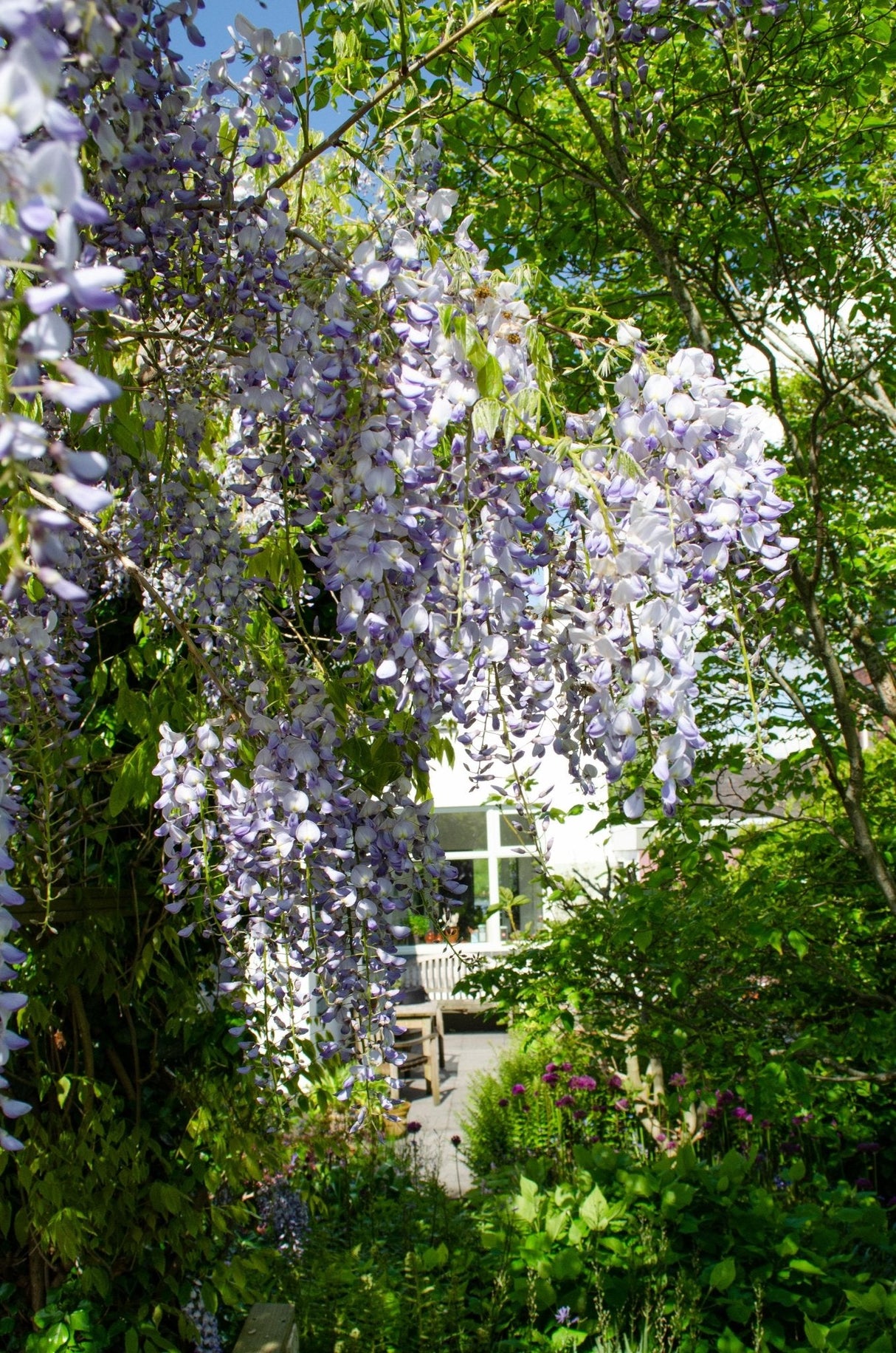 Livraison plante Glycine Wisteria sinensis 'Caroline'