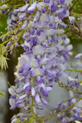 Livraison plante Glycine Wisteria sinensis 'Caroline'