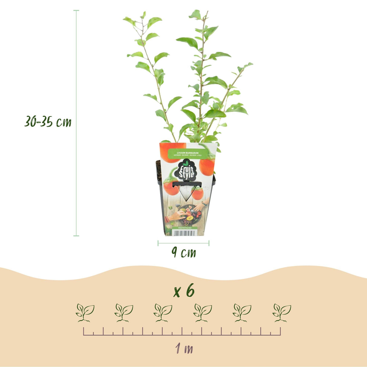Livraison plante Goji Lycium barbarum – Lot de 6 – Pot 9 cm