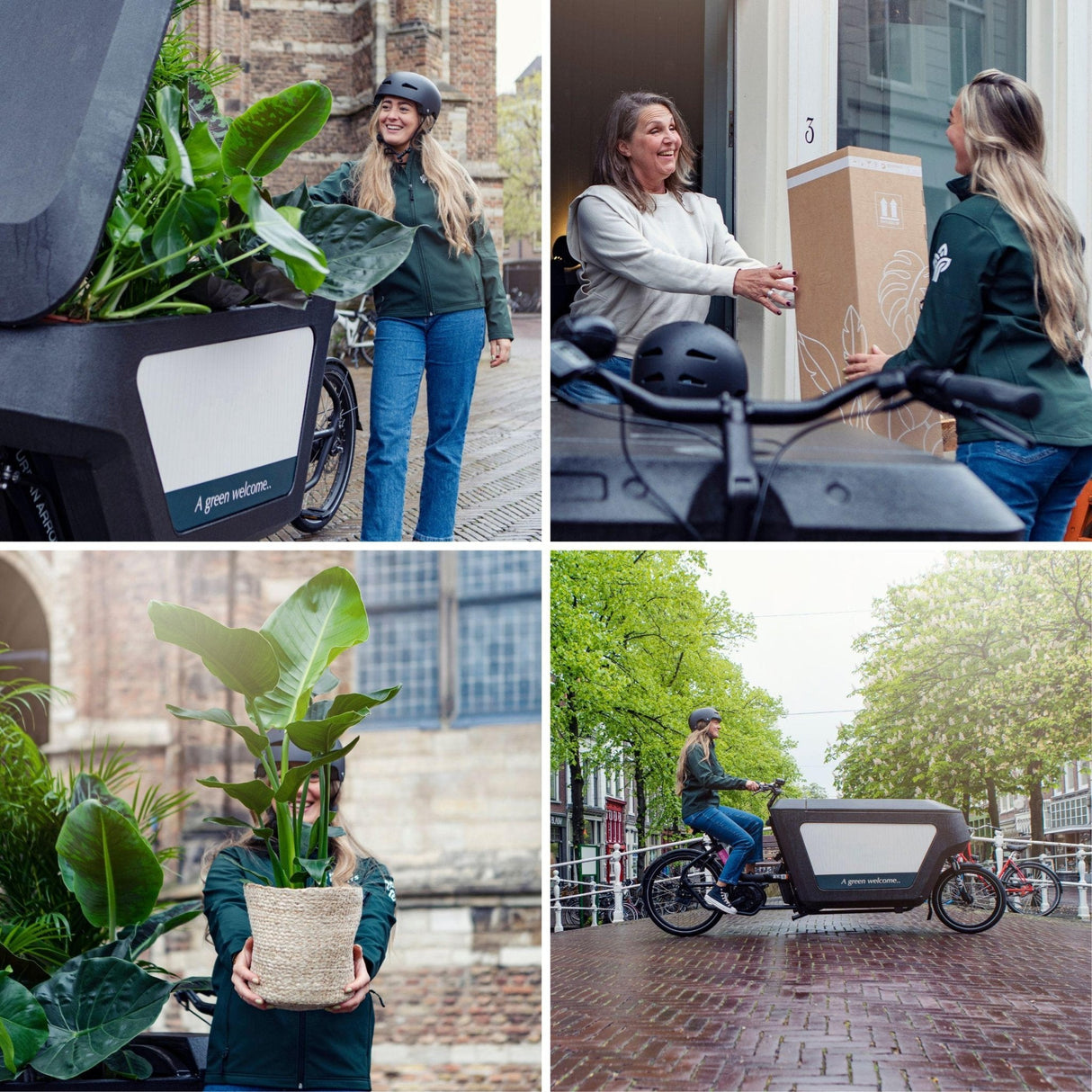 Livraison plante Grand Caféier Arabica