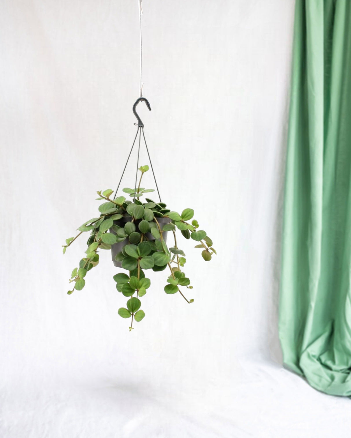 Livraison plante Grand peperomia hope