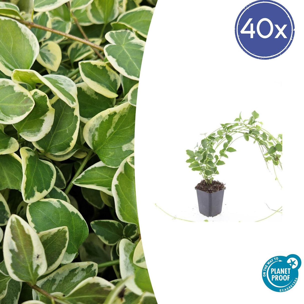 Livraison plante Grande Pervenche 'Variegata'