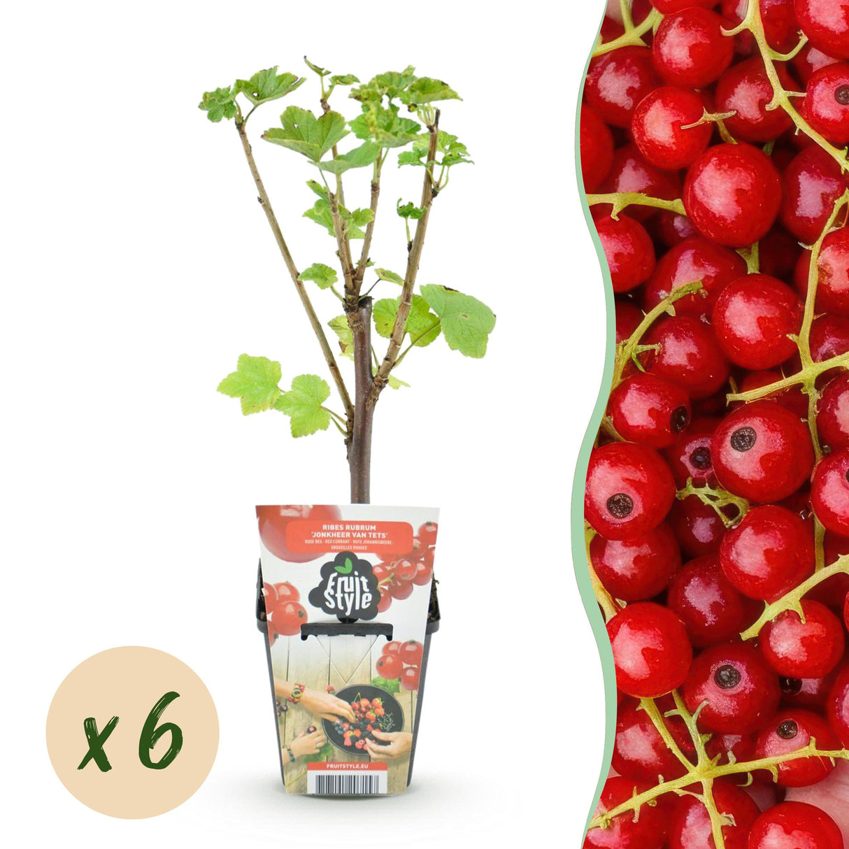 Livraison plante Groseillier Jonkheer van Tets x3