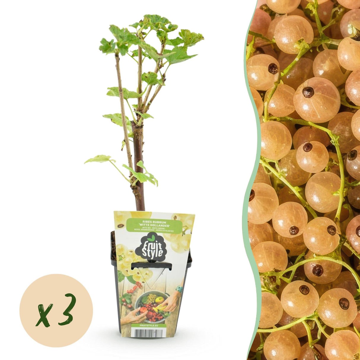 Livraison plante Groseillier Witte Hollander – Lot de 3 – Pot 9 cm