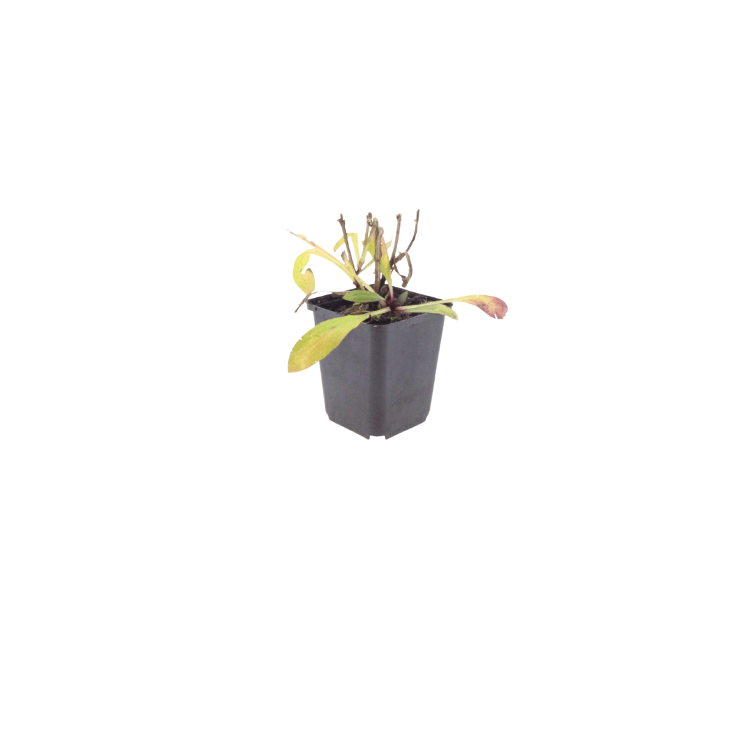 Livraison plante Hélénie orange