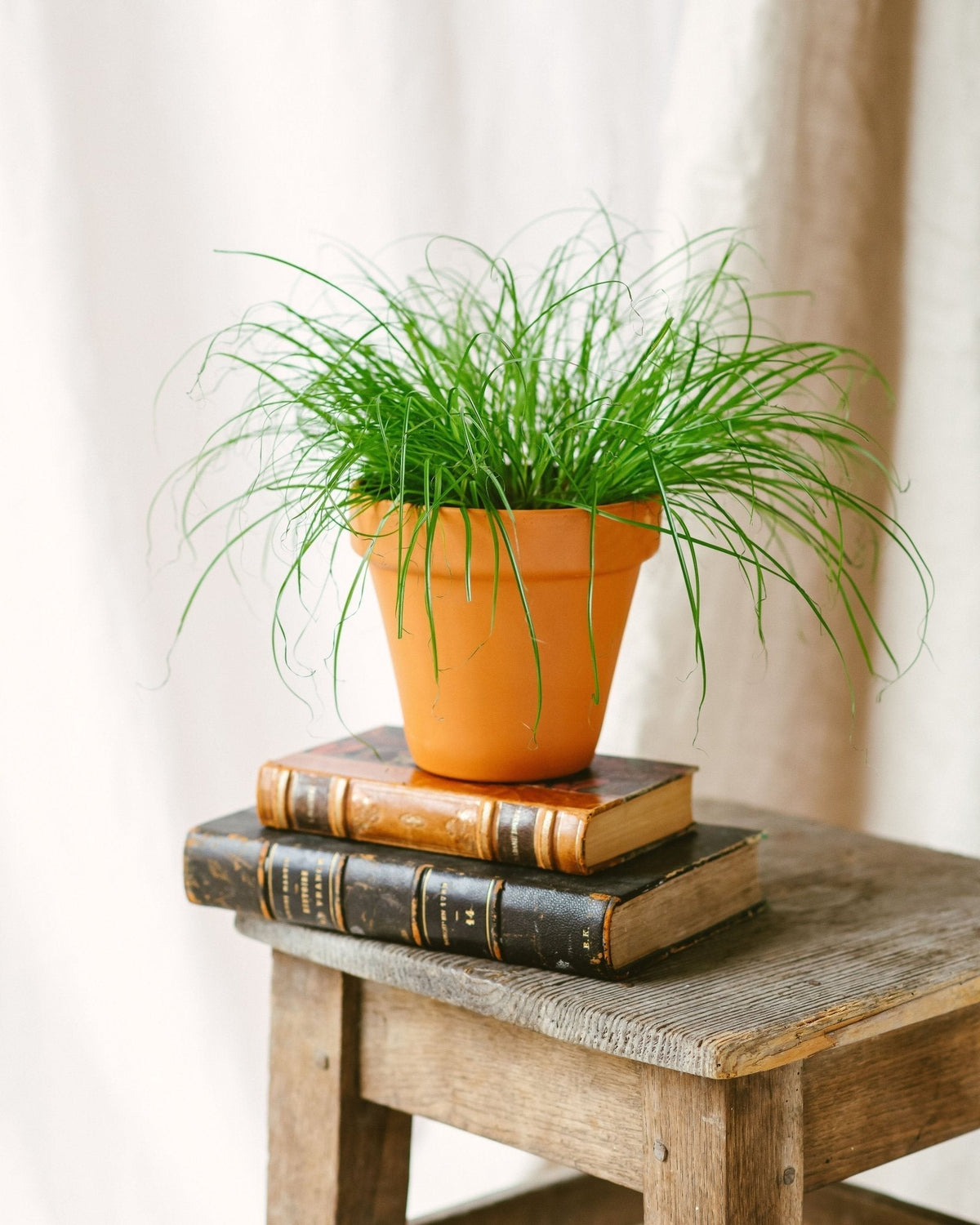 Livraison plante Herbe Ă chat