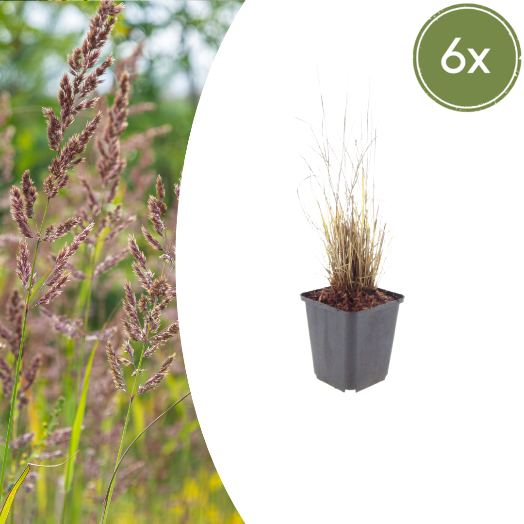 Livraison plante Herbe aux diamants