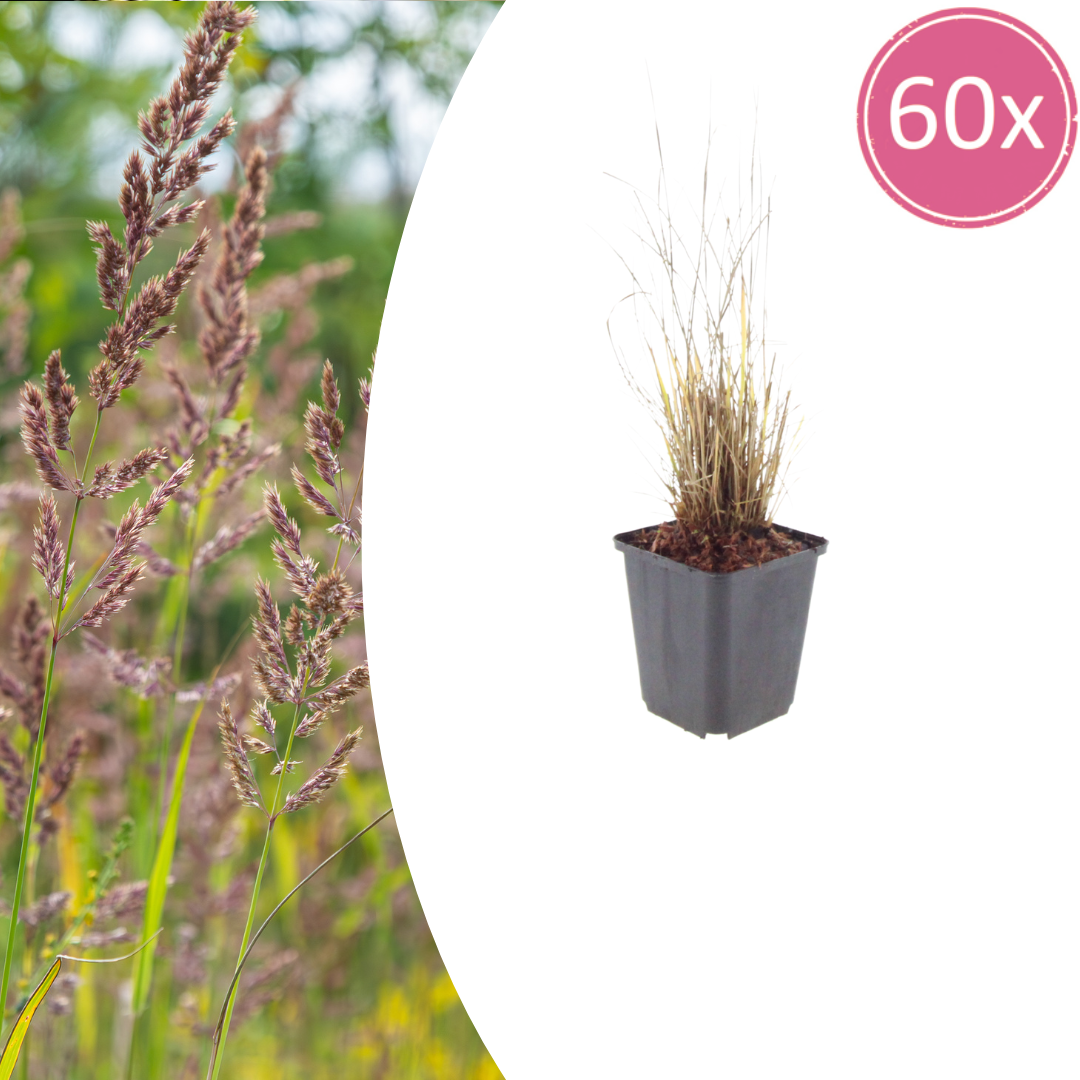 Livraison plante Herbe aux diamants
