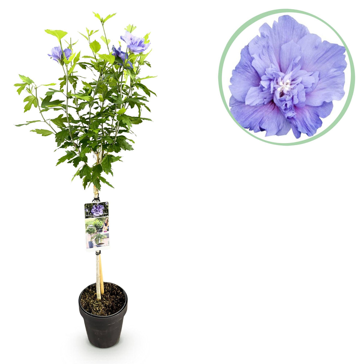 Livraison plante Hibiscus syriacus Blue Chiffon® – Pot 19 cm – Hauteur 90 cm