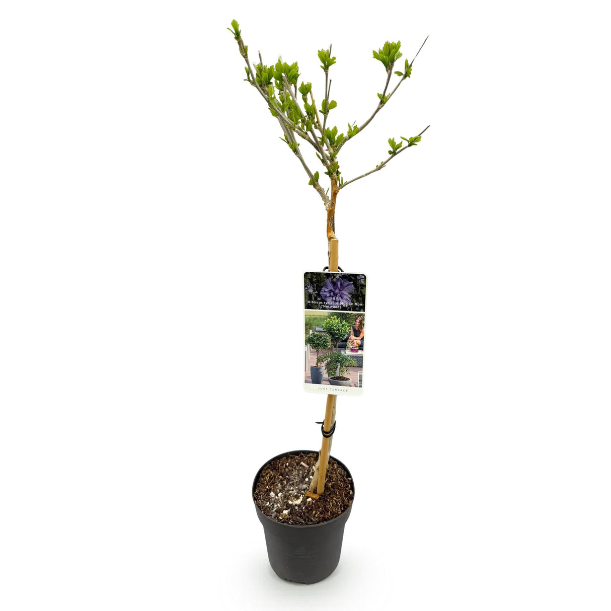 Livraison plante Hibiscus syriacus Blue Chiffon® – Pot 19 cm – Hauteur 90 cm