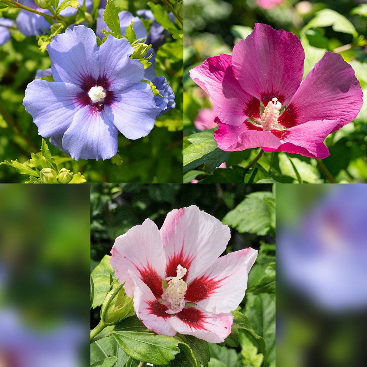 Livraison plante Hibiscus syriacus Tricolour – Pot 19 cm – Hauteur 90 cm